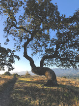 tree on a hill top 