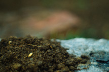 seed on soil 