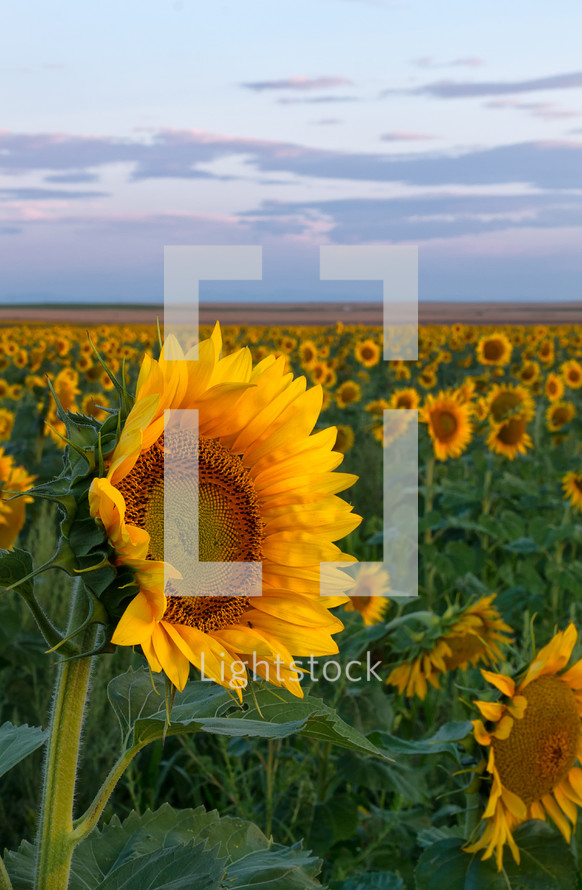 a single sunflower stands out in the field of flowers