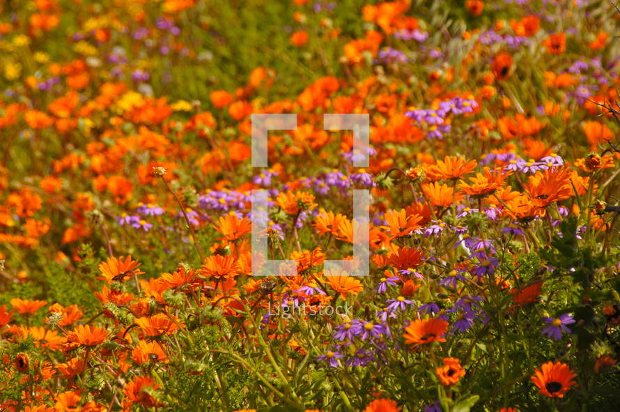 Orange and purple daisies