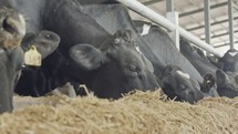 Dairy cows eating hay in a large stable on a dairy farm