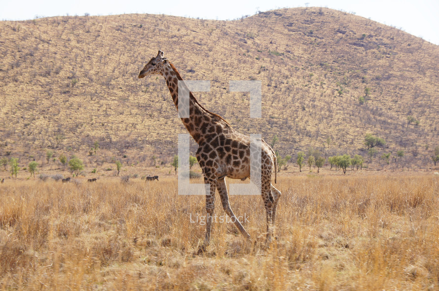 Single Giraffe in African Savannah 