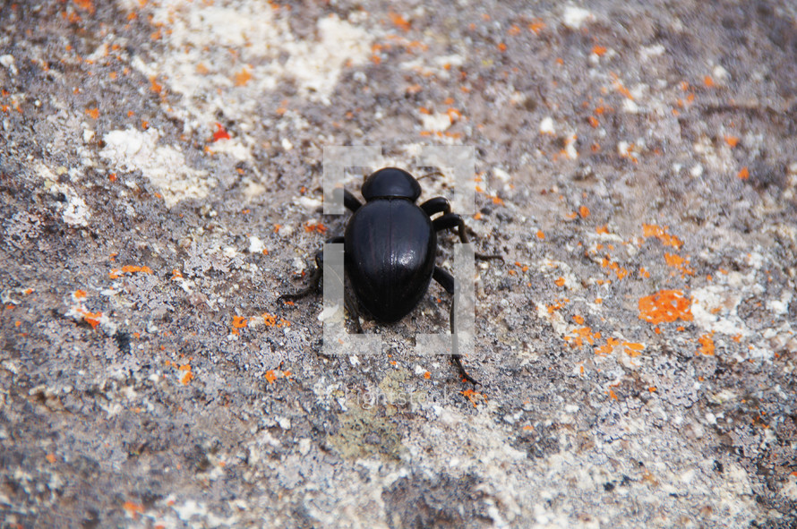 black beetle 