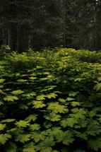 young saplings fighting for space on the forest floor