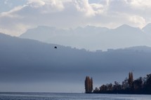bird and foggy mountains 