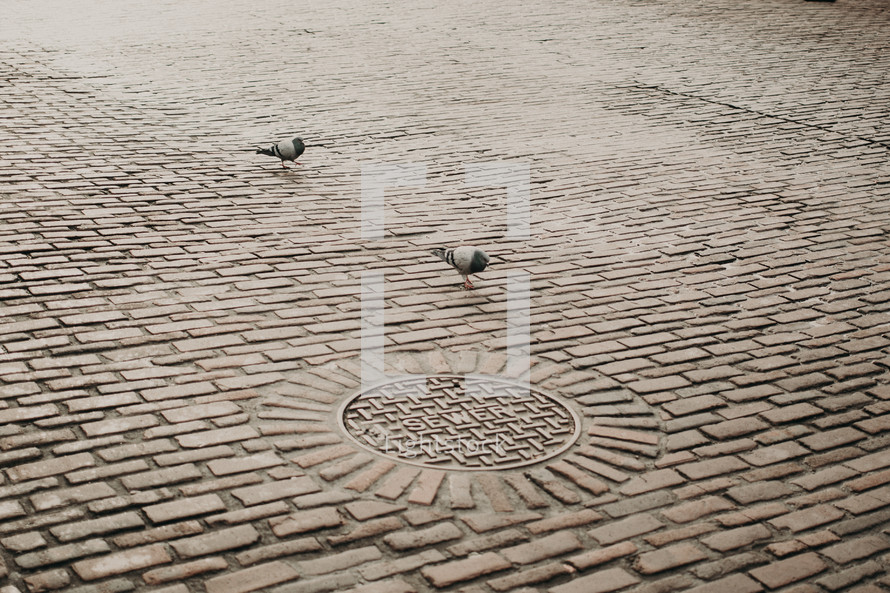 pigeons on a cobblestone road 