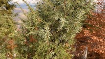 Closeup of juniper tree with ripe berries in autumn. Slow motion 4K