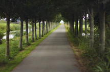Alley of green trees