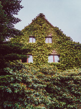 ivy on a house exterior wall 