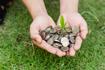 cupped hands with a sprout and coins 