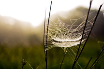 spider web in the grass 
