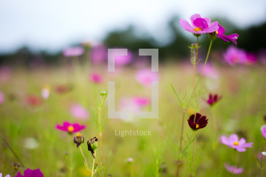 pink and fuchsia wildflowers 