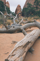fallen tree on desert soil 