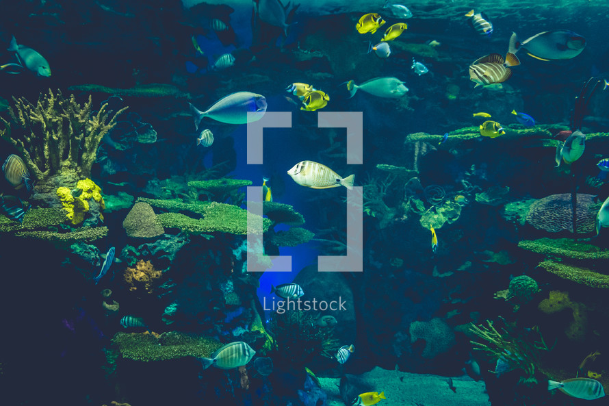 fish in an aquarium 