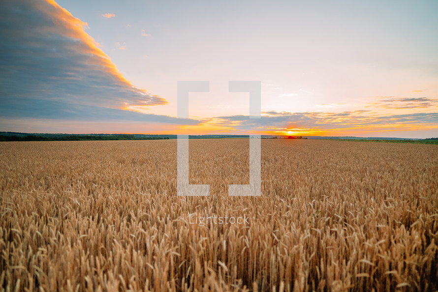 Dry golden ears of organic wheat plants field on sunset. Agriculture. farming, farmland, rural landscape at summer. High quality photo