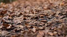 close up shot of leaves on the ground ("There is a time for everything, and a season for every activity under heaven")