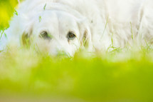 A dog in the grass.