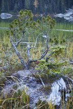 Small tree in front of mountain lake