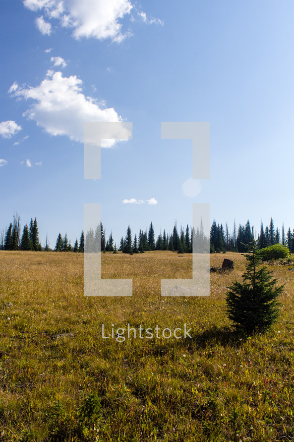 field and evergreen trees 