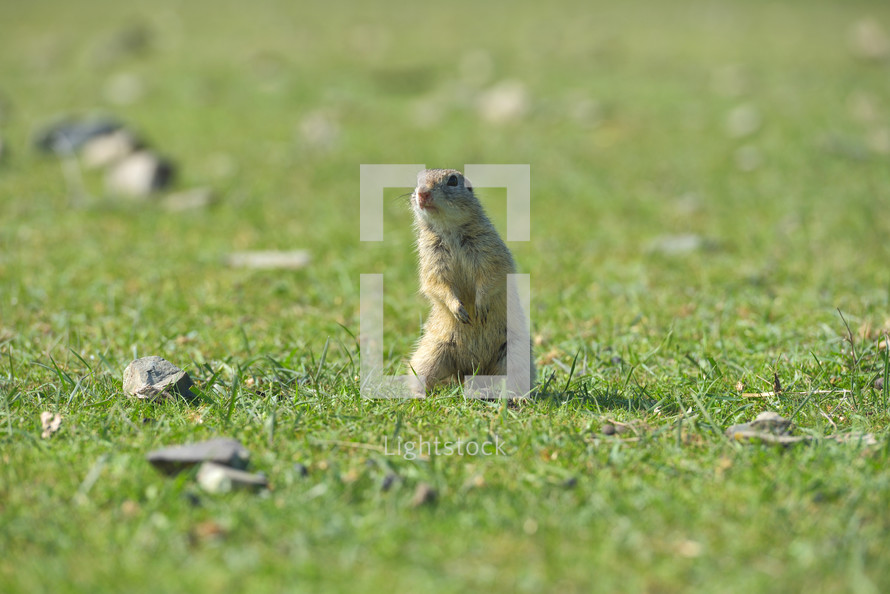 European ground squirrel in grass