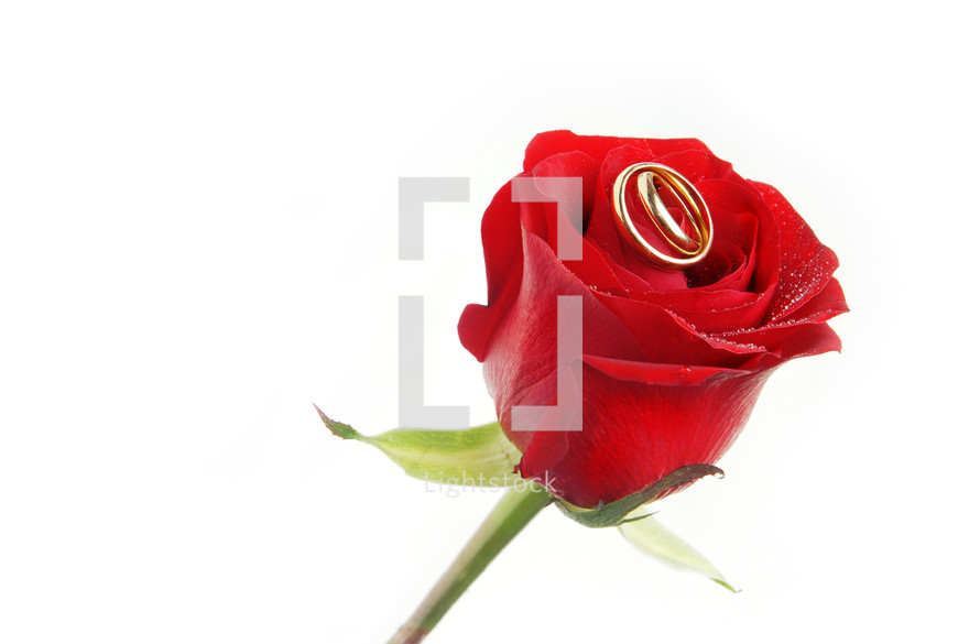 rings on a red rose 