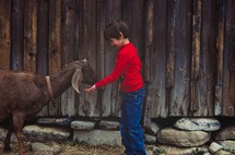 boy feeding a goat 