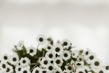 white mums on a white background 