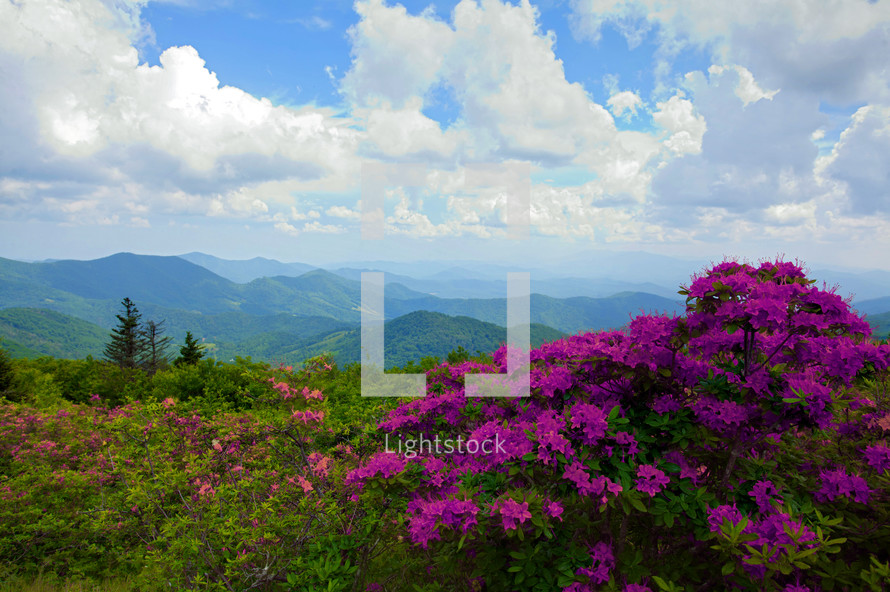 wildflowers growing on a mountain top 