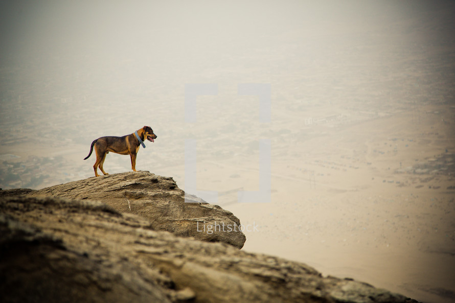 Brown dog standing on a rock cliffside