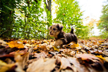 puppy in leaves 