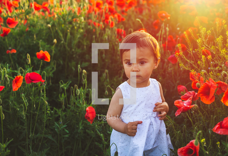 a toddler girl playing in a field of poppies 