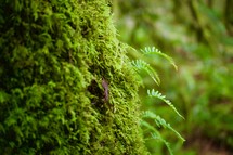 moss and ferns 