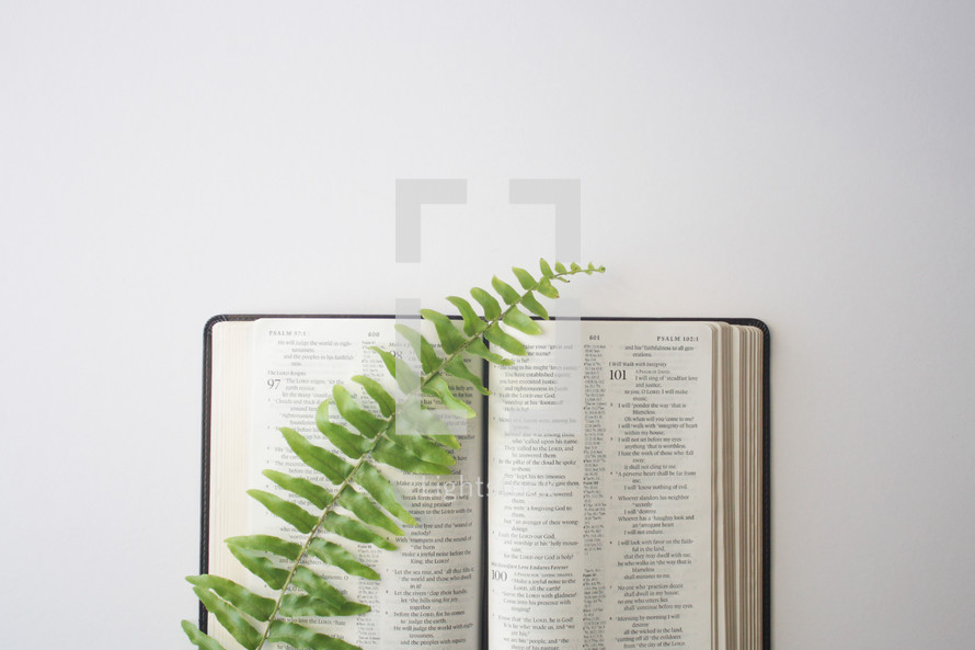 fern on the pages of an open Bible 