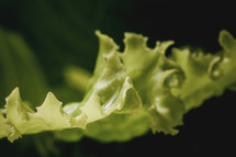 leafy lettuce 