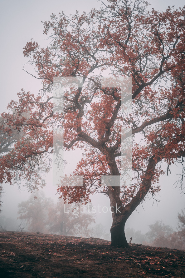 red fall leaves on a tree in fog 