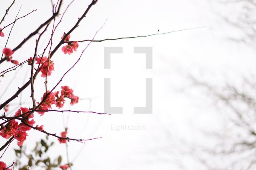 pink flowers on branches