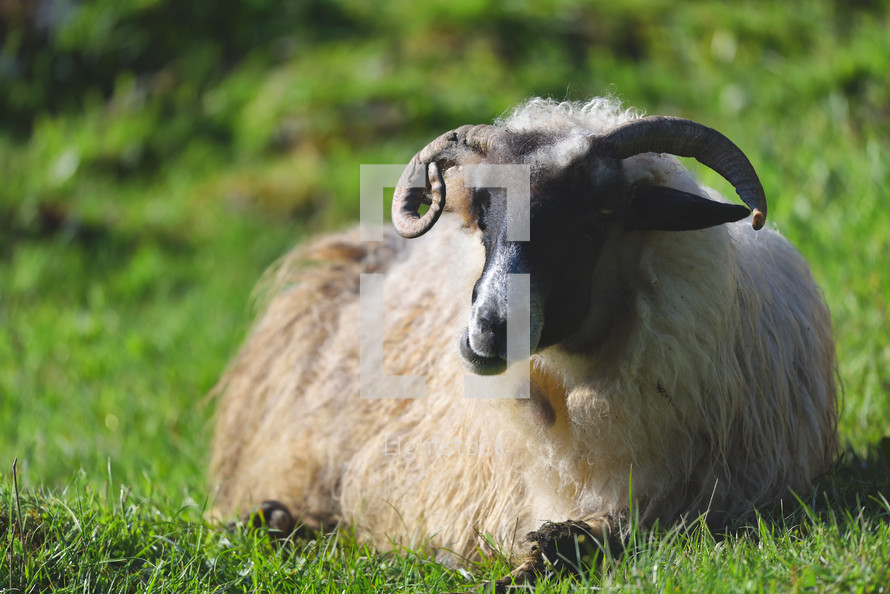 sheep lying in grass