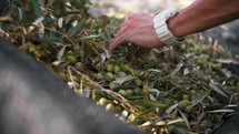 Hand collects olives on the net