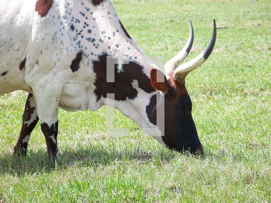 A short horned  bull cow grazing grass in a green field in a rural country setting.