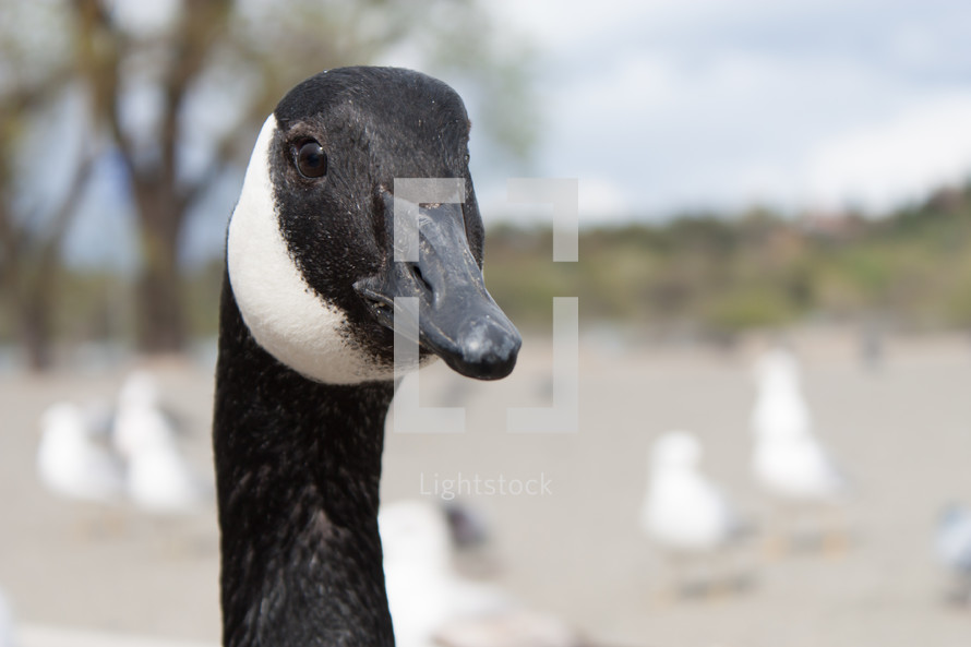 A close-up of the face of a goose