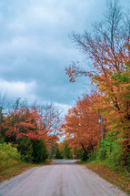 country road and fall trees