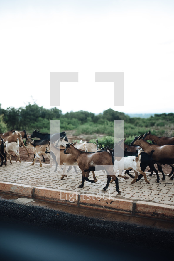 goats on a sidewalk 