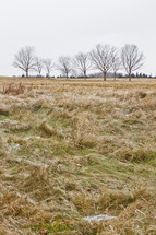 Row of dormant trees in a field of grass.