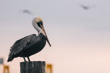 Pelican resting on a post 