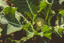 cauliflower in a vegetable garden