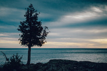 a tree on a shore at sunset 