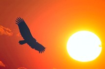 soaring bird and sun 