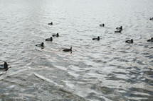 ducks on lake 