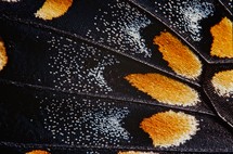 butterfly wing closeup 