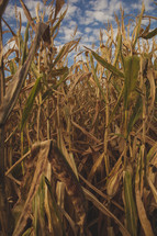 corn field 